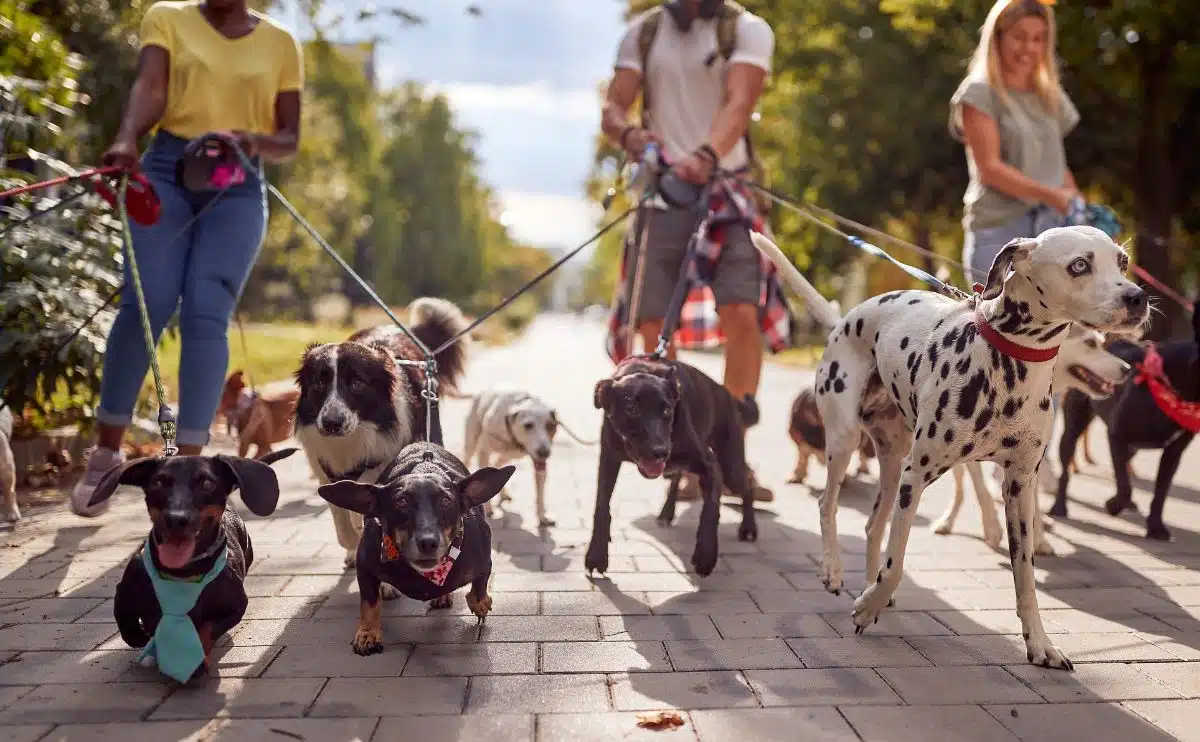 dog blog