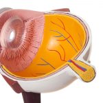 central serous chorioretinopathy treatment